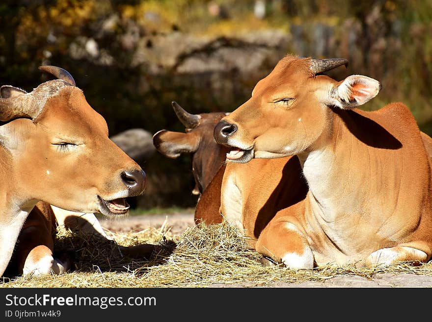 Cattle Like Mammal, Fauna, Wildlife, Terrestrial Animal