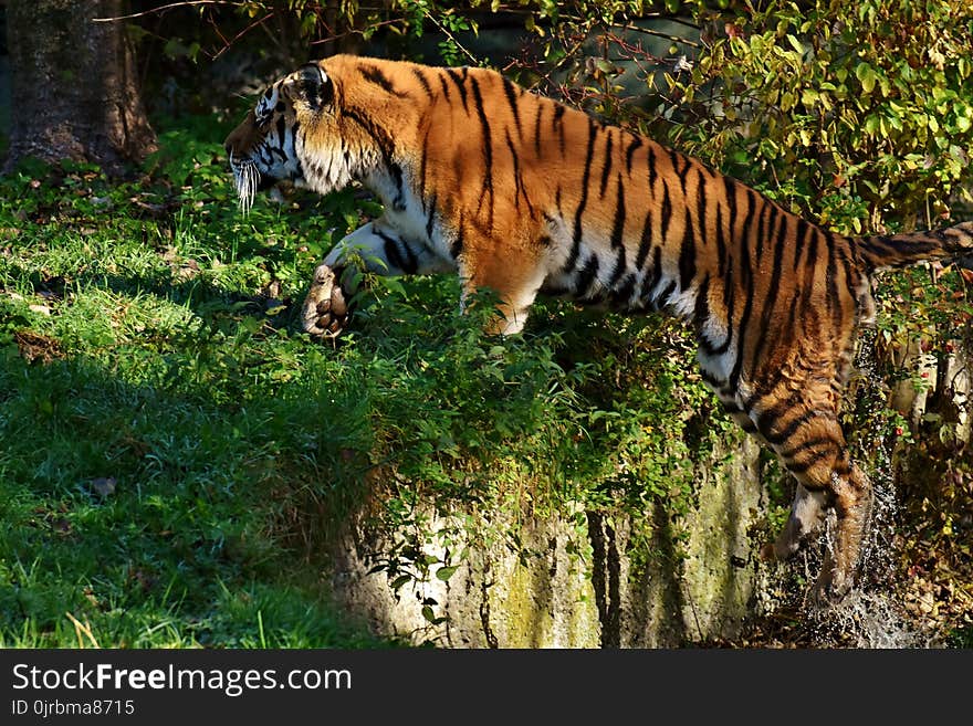 Wildlife, Tiger, Mammal, Wilderness