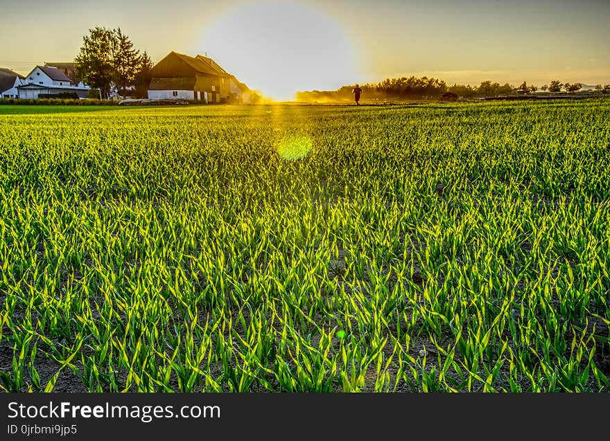 Field, Grass, Grassland, Crop