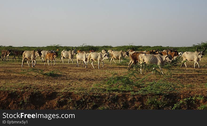 Cattle Like Mammal, Herd, Pasture, Ecosystem