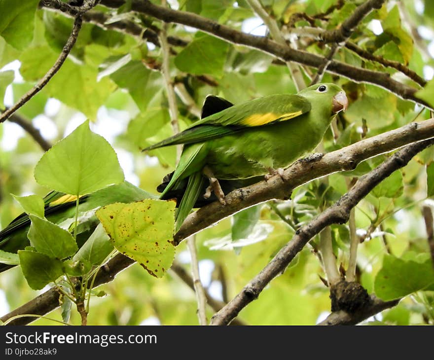 Bird, Fauna, Beak, Wildlife