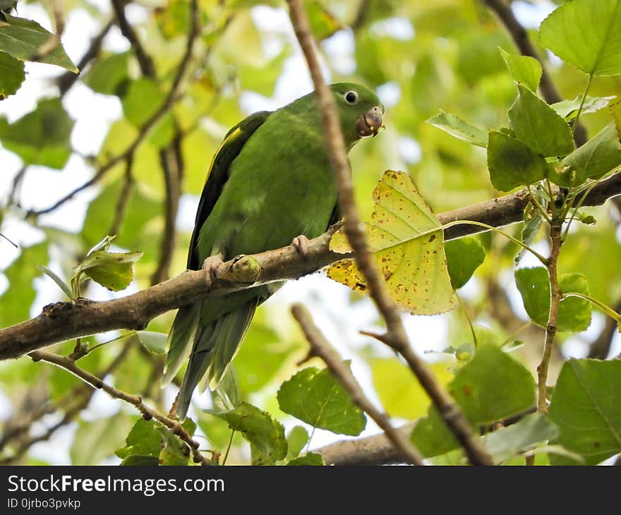 Bird, Fauna, Beak, Parrot