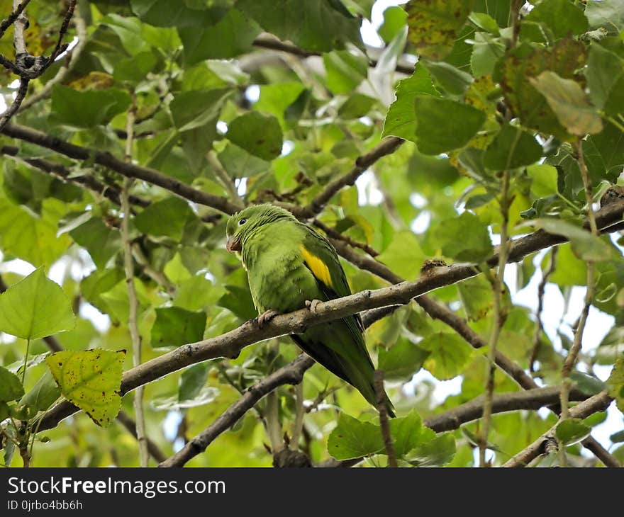 Bird, Fauna, Beak, Branch