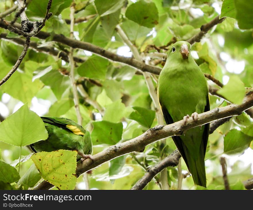 Bird, Fauna, Beak, Branch