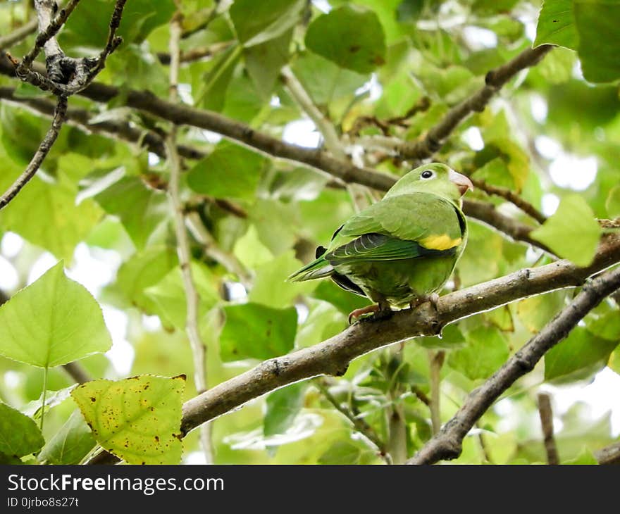 Bird, Fauna, Beak, Branch