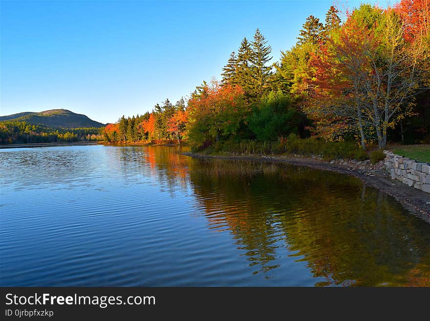 Reflection, Nature, Water, Leaf