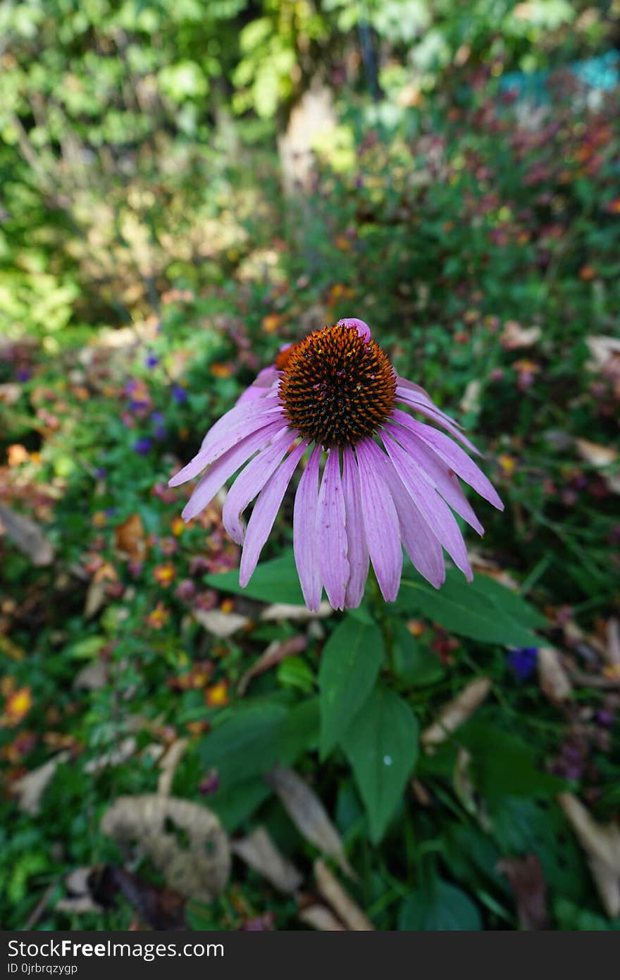 Plant, Flower, Flora, Coneflower