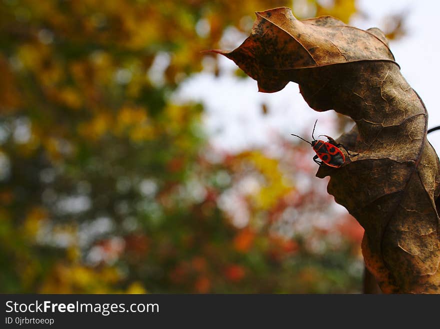 Leaf, Tree, Autumn, Insect