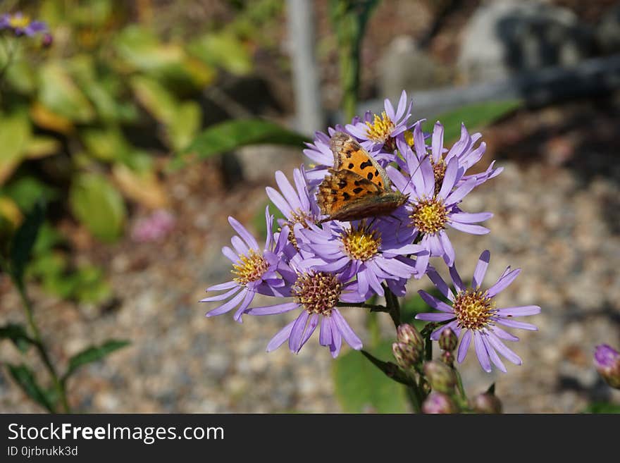 Flower, Flora, Aster, Plant