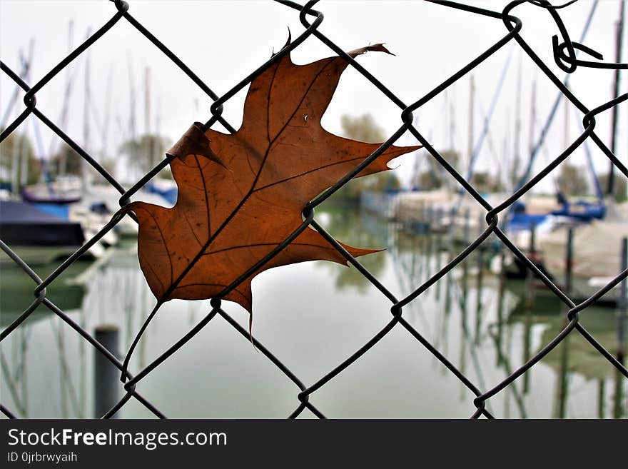 Leaf, Plant, Branch, Tree