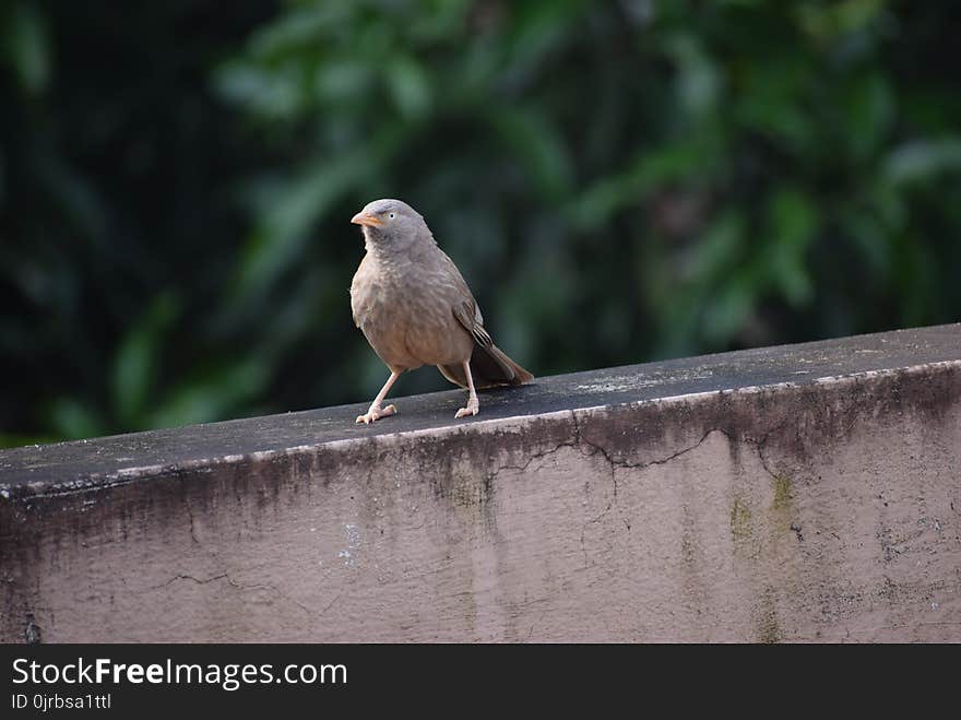 Bird, Fauna, Beak, Old World Flycatcher