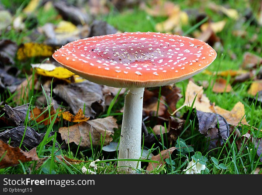 Mushroom, Fungus, Agaric, Leaf