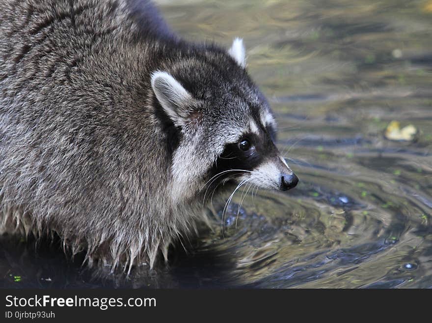 Raccoon, Procyonidae, Procyon, Mammal