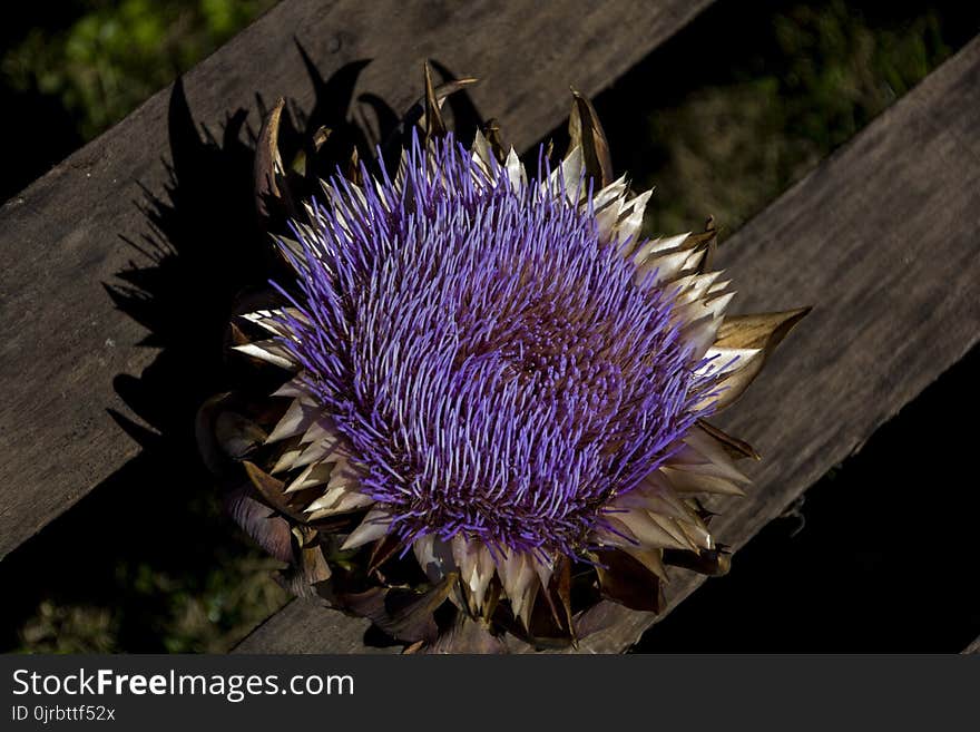 Flower, Plant, Purple, Flora