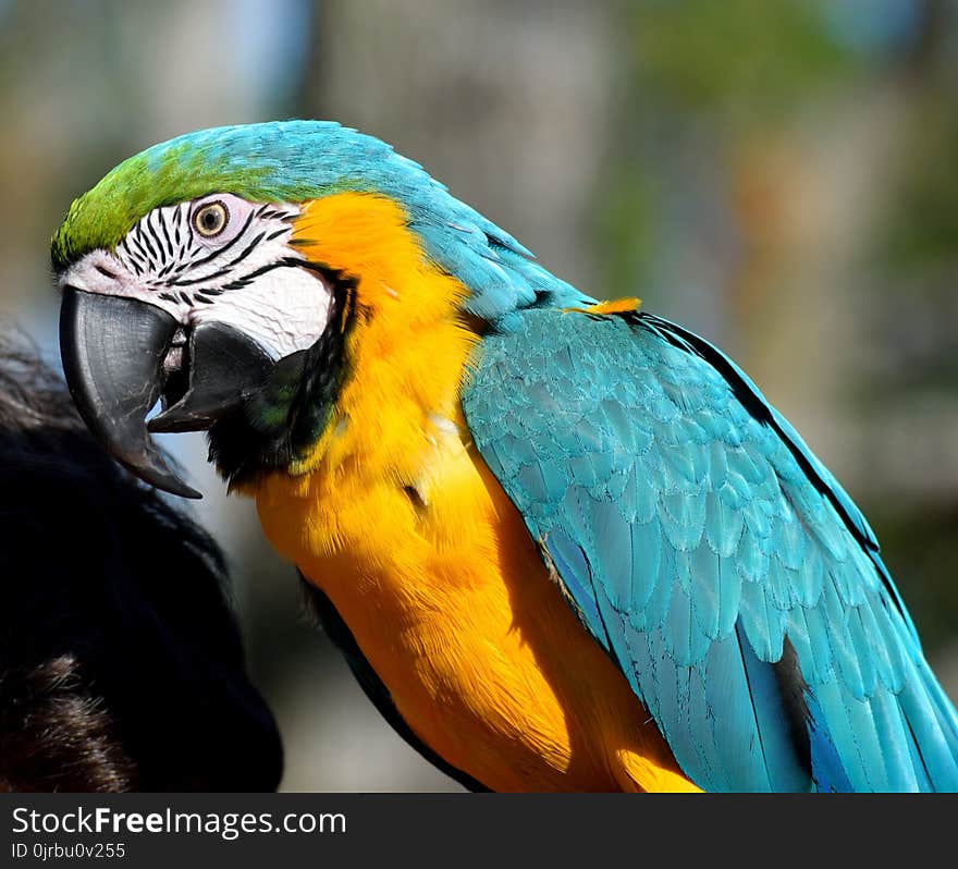 Bird, Parrot, Beak, Macaw