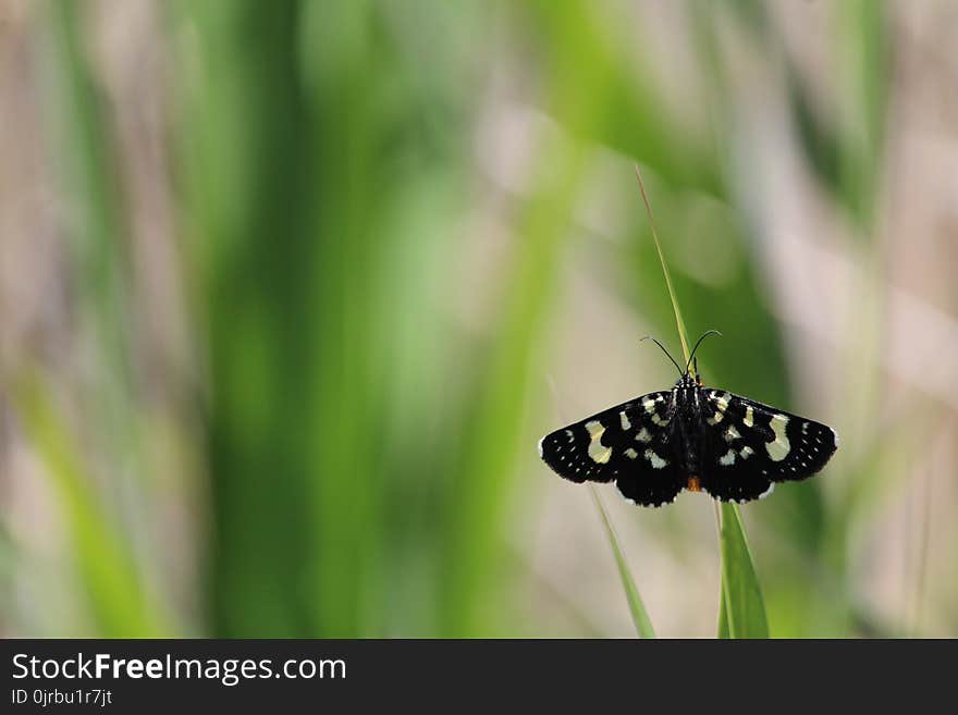 Insect, Butterfly, Moths And Butterflies, Brush Footed Butterfly