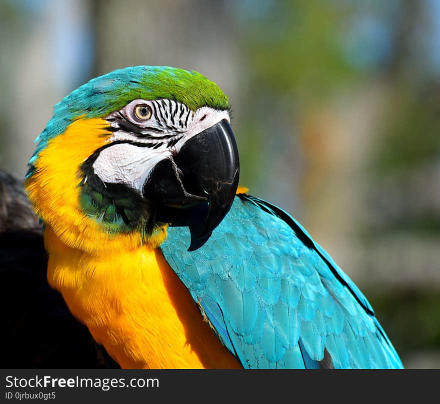 Bird, Beak, Parrot, Macaw