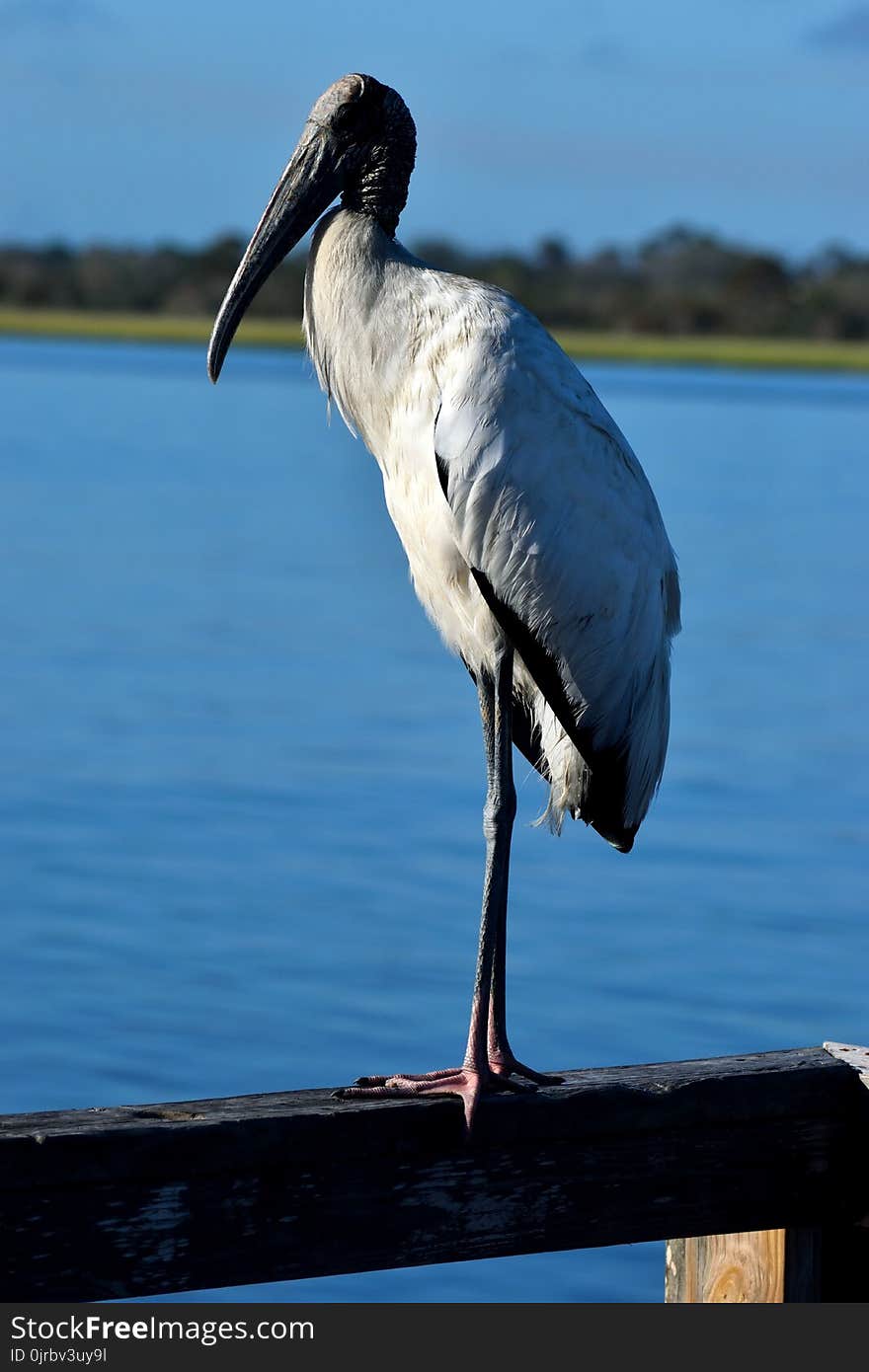 Bird, Stork, Ciconiiformes, Beak