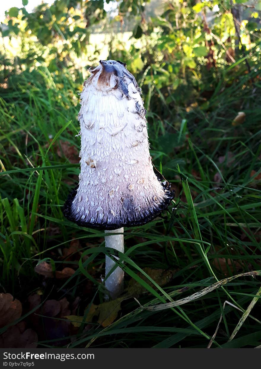 Fungus, Mushroom, Edible Mushroom, Grass