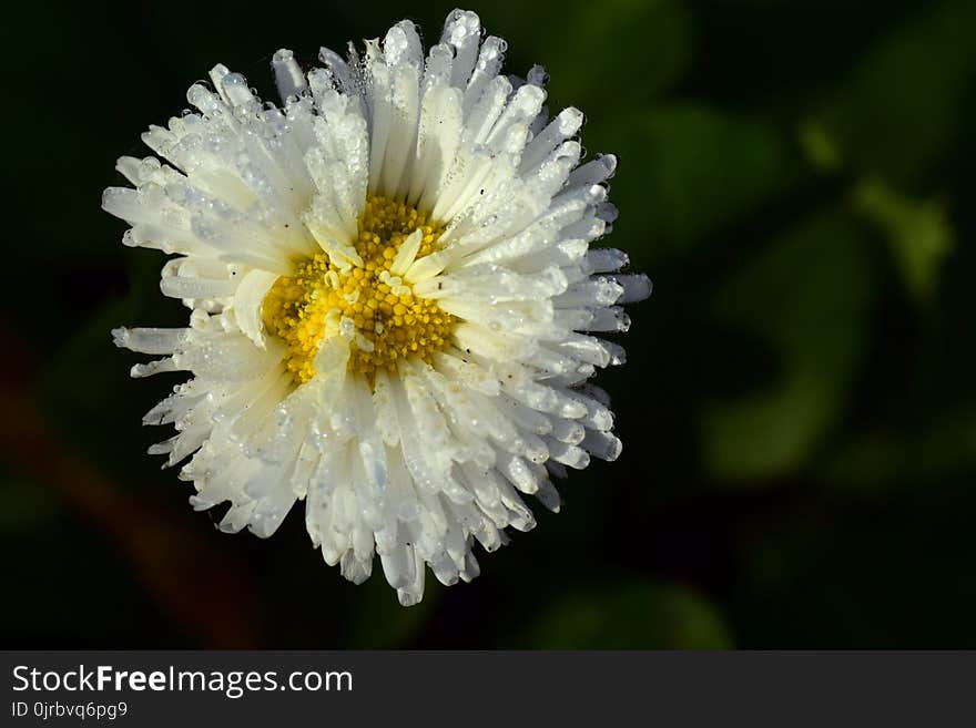 Flower, Flora, Wildflower, Aster