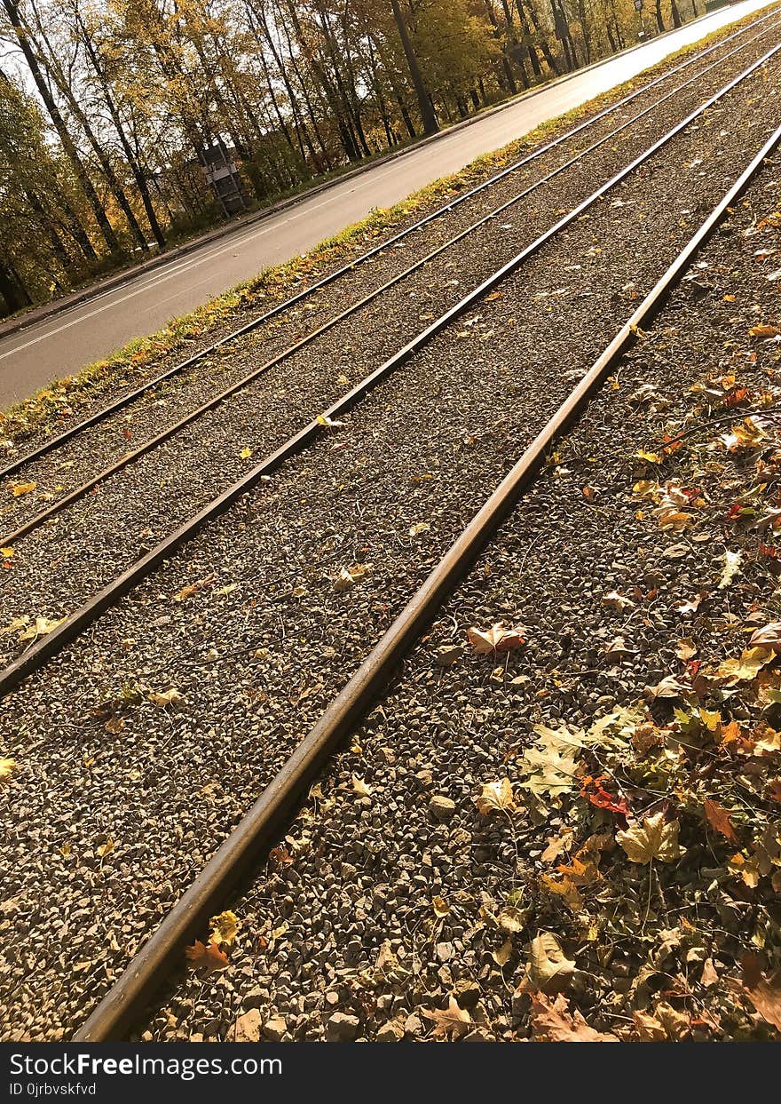 Track, Rail Transport, Line, Tree