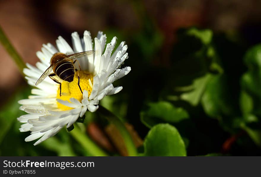 Honey Bee, Bee, Flower, Nectar