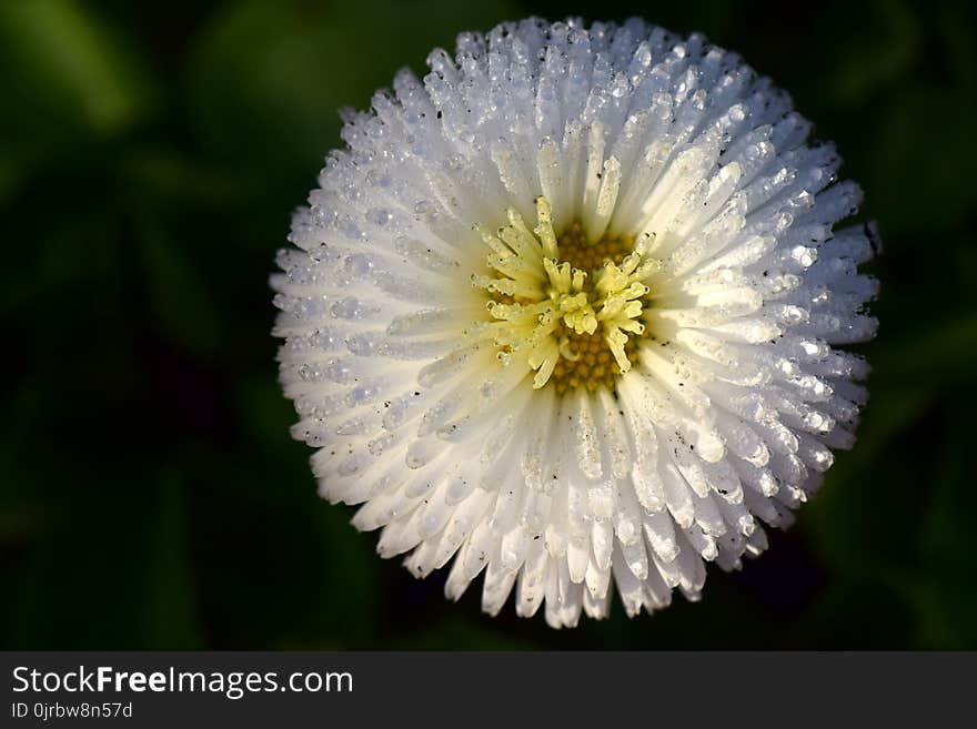 Flower, Flora, Wildflower, Close Up