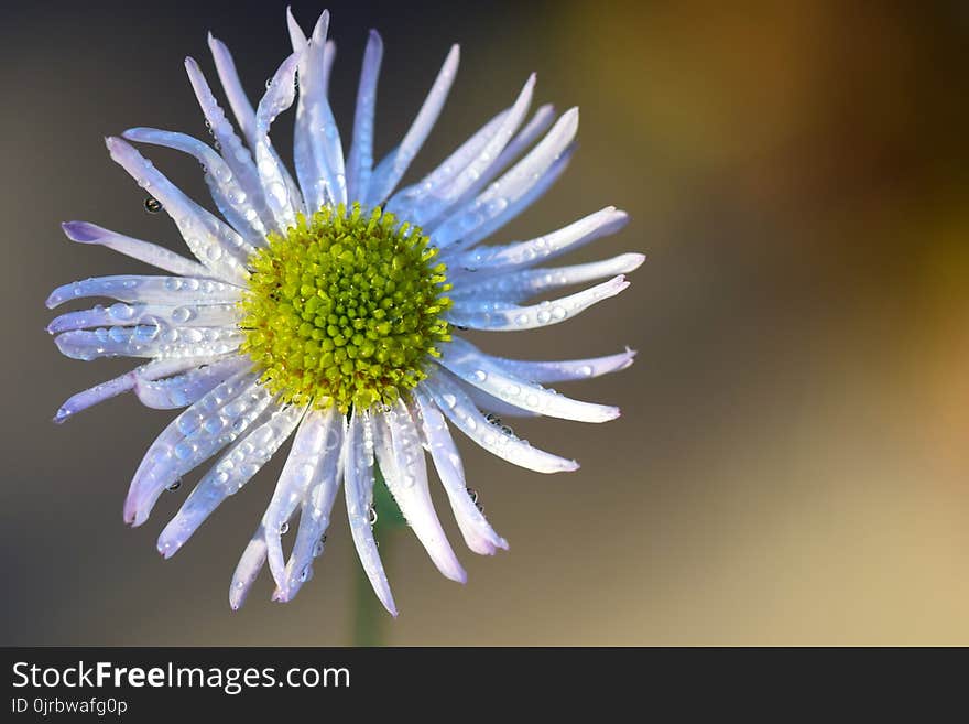 Flower, Aster, Oxeye Daisy, Close Up