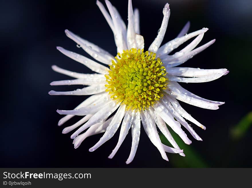 Flower, Yellow, Aster, Flora