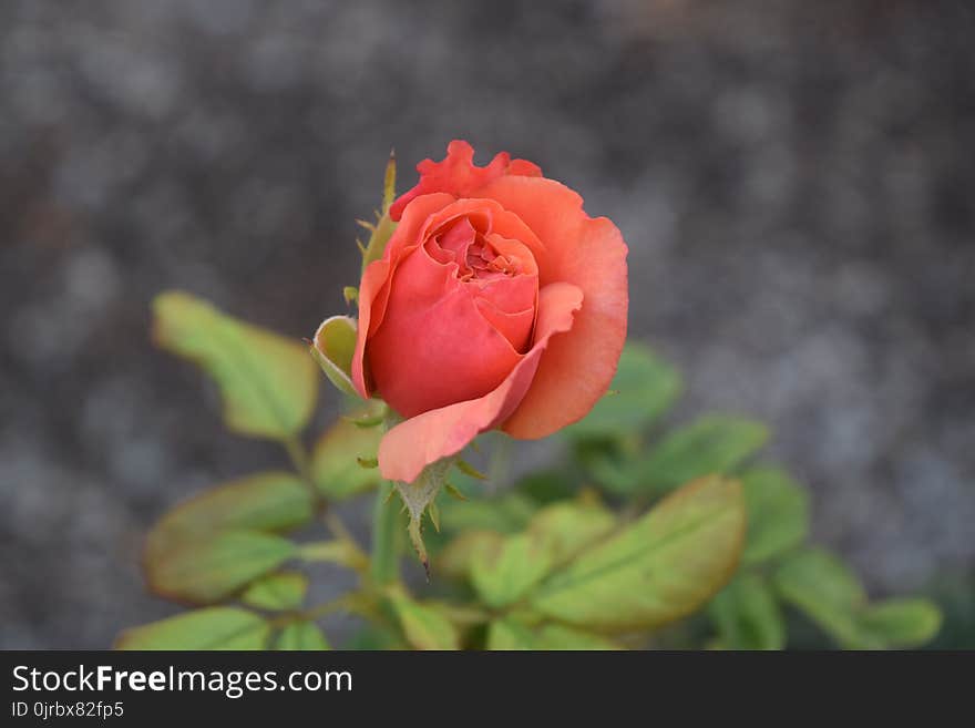 Flower, Rose, Rose Family, Garden Roses