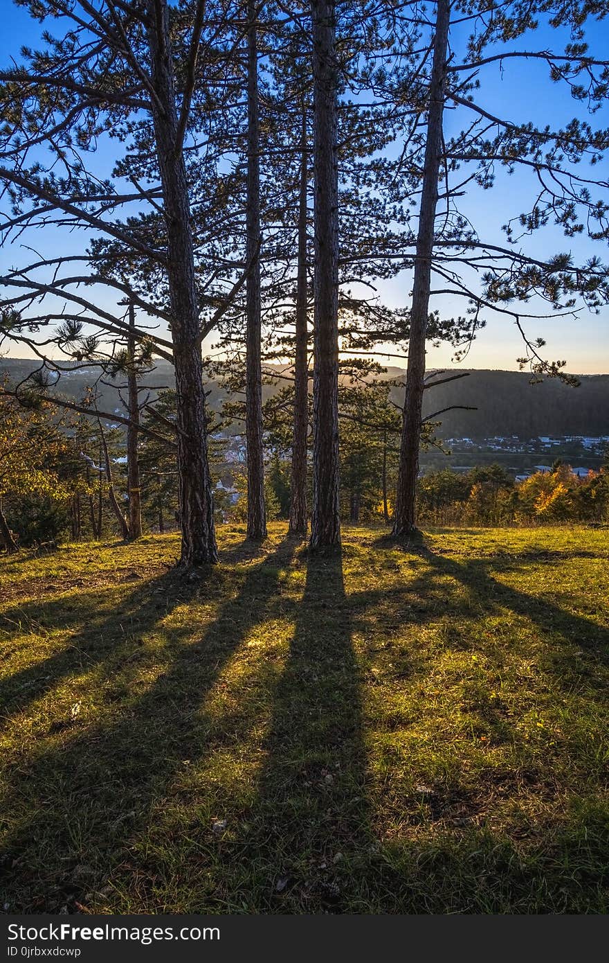 Sky, Nature, Tree, Woody Plant