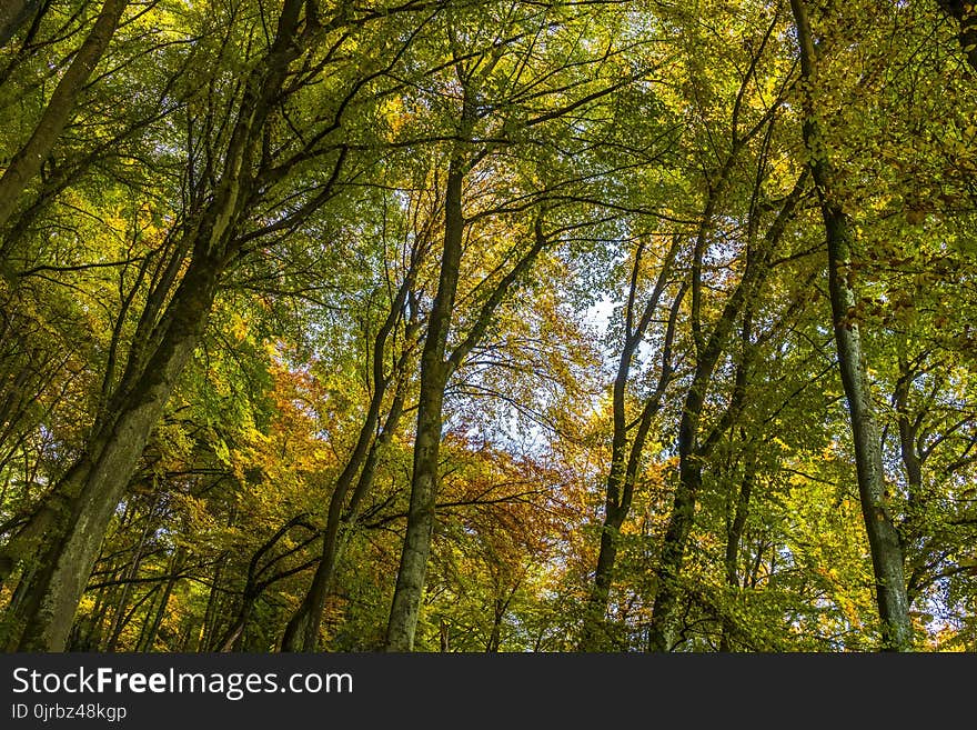 Nature, Woodland, Leaf, Tree