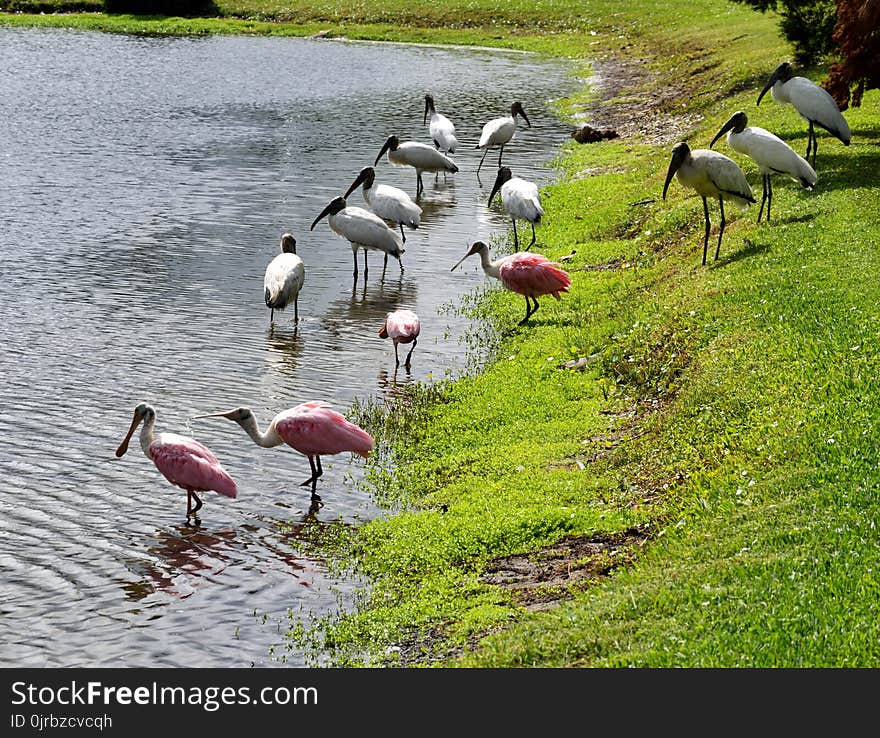 Ecosystem, Bird, Nature Reserve, Water