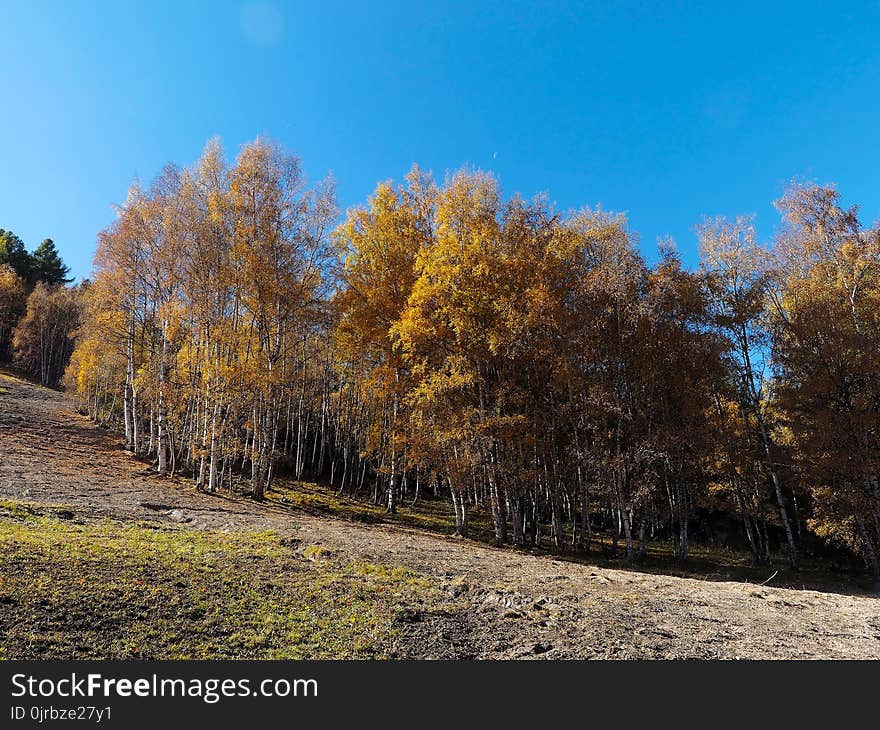 Tree, Nature, Sky, Leaf