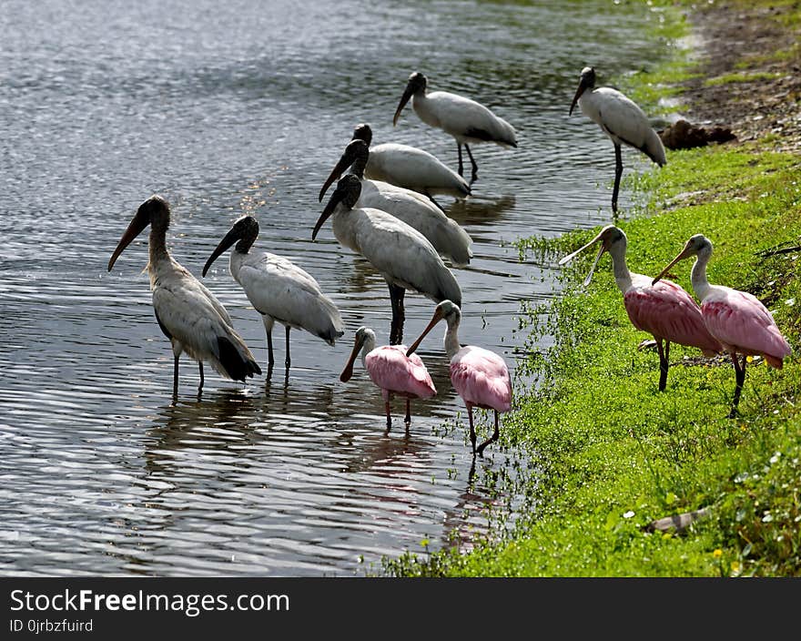 Bird, Ciconiiformes, Ibis, Stork