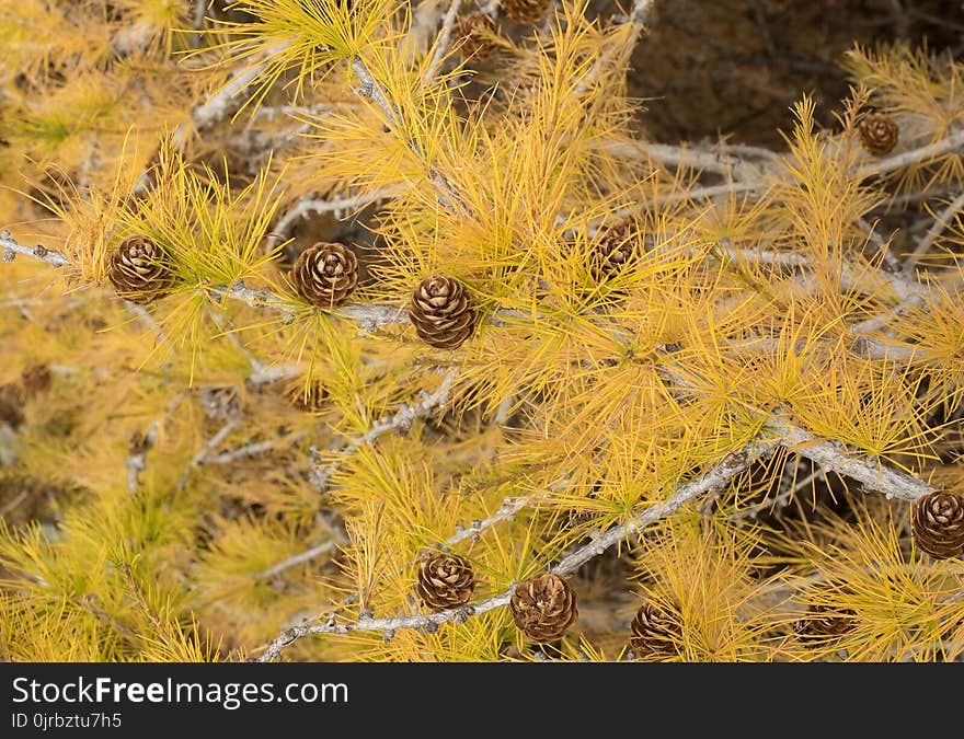 Vegetation, Ecosystem, Yellow, Flora