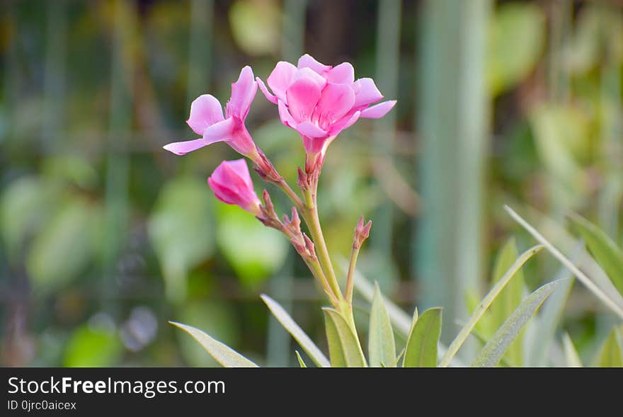 Flower, Plant, Flowering Plant, Flora