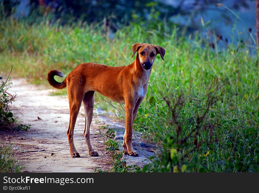 Dog Breed, Dog, Longdog, Sighthound