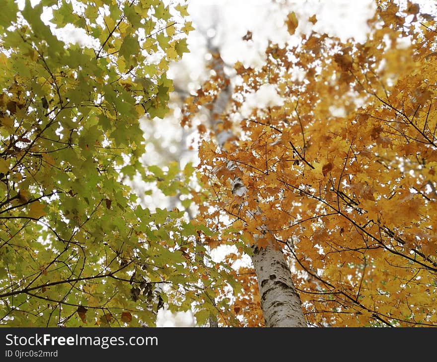 Tree, Leaf, Branch, Autumn