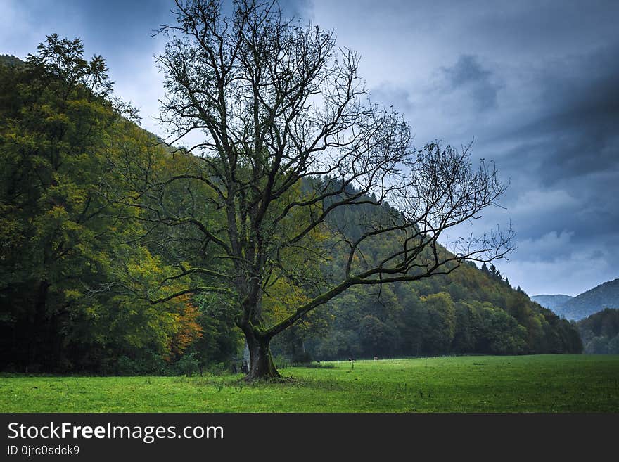 Tree, Sky, Nature, Woody Plant