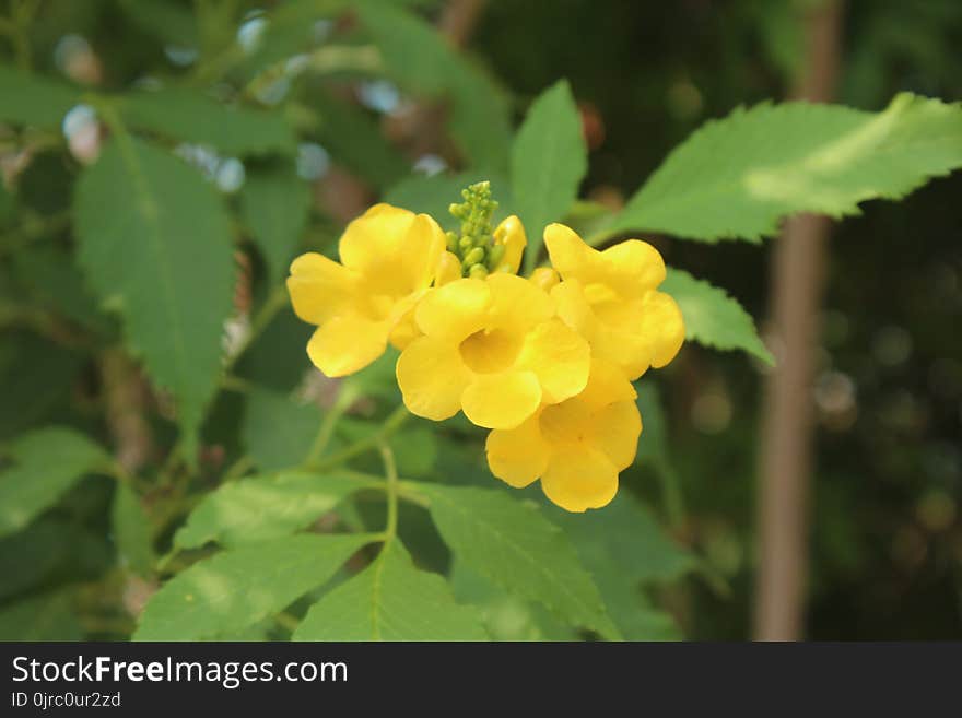 Flower, Flora, Flowering Plant, Plant