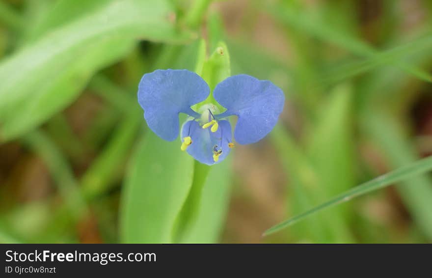 Flora, Dayflower, Flower, Dayflower Family