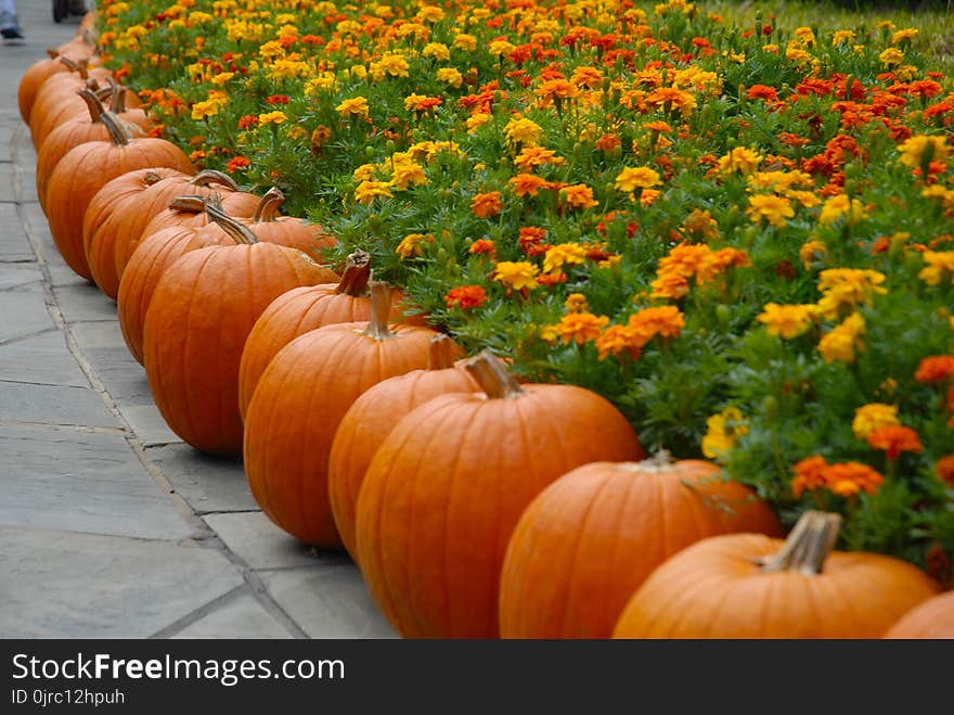 Cucurbita, Winter Squash, Pumpkin, Calabaza