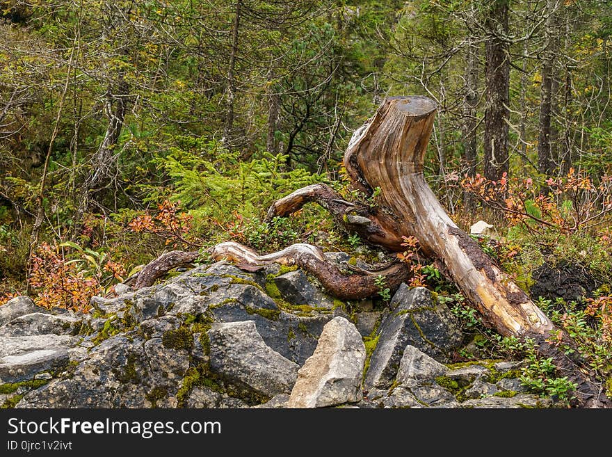 Wilderness, Tree, Ecosystem, Nature Reserve