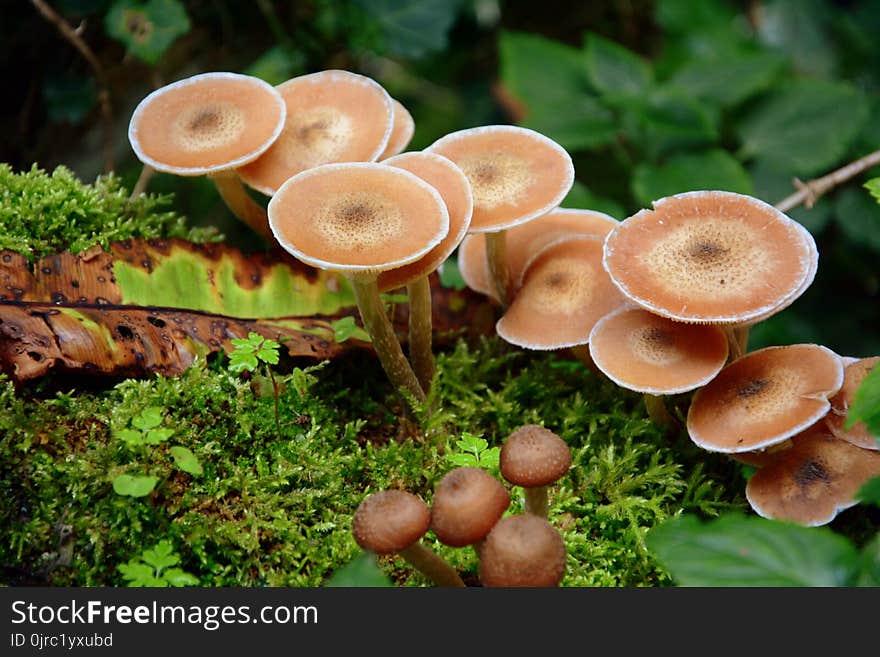 Fungus, Mushroom, Edible Mushroom, Agaricaceae