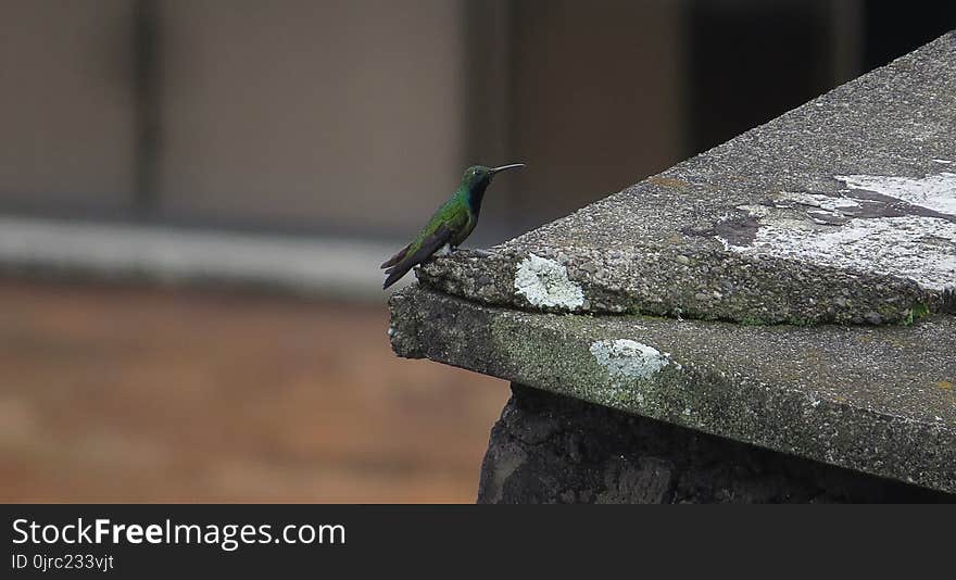 Bird, Fauna, Beak, Wing