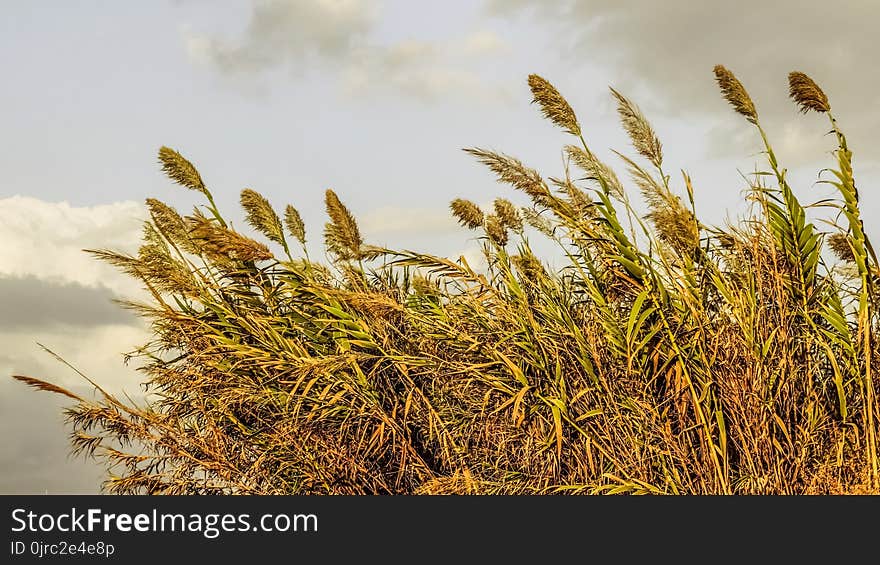 Grass Family, Phragmites, Grain, Grass