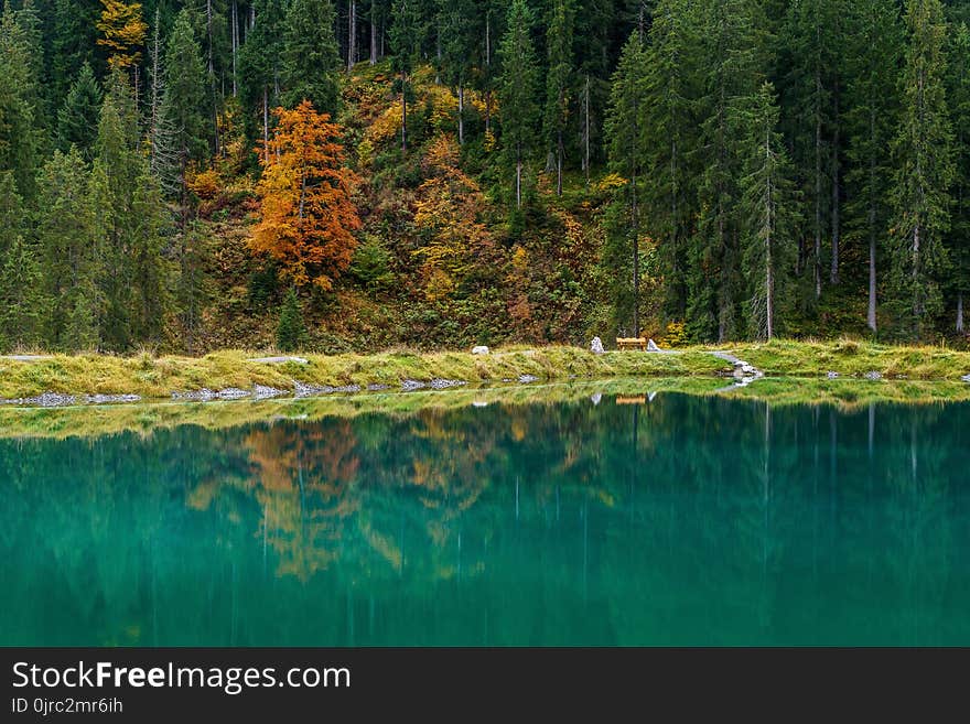 Reflection, Nature, Water, Ecosystem