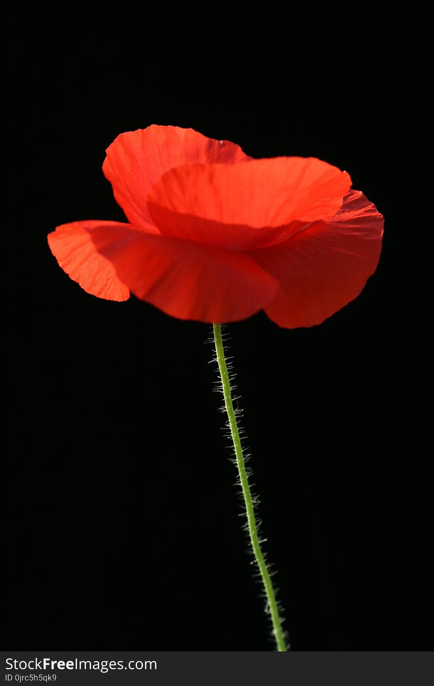 Flower, Red, Poppy, Coquelicot