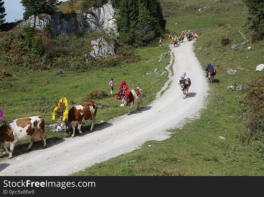 Pasture, Cattle Like Mammal, Rural Area, Mountain